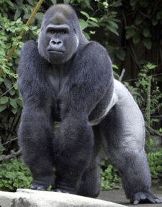 800-pound-gorilla-in-software-resized-600